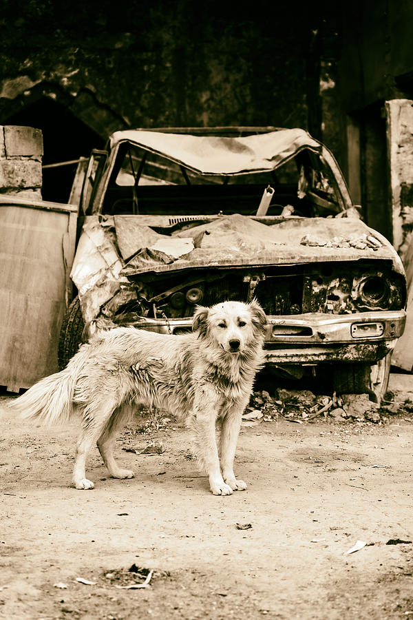 Car Photograph - Survived War. #1 by Saad Salem
