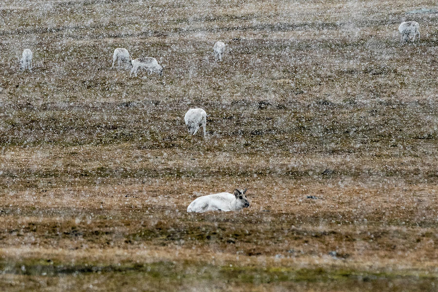 Nature Digital Art - Svalbard Reindeers (rangifer Tarandus), Grazing Tundra During Snowfall. Varsolbukta, Bellsund Bay, Van Mijenfjorden,, Spitsbergen, Svalbard, Norway #1 by Delta Images