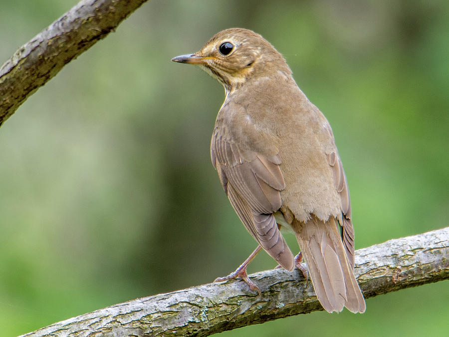 Swainson's Thrush #1 Photograph by Noble Nuthatch - Pixels