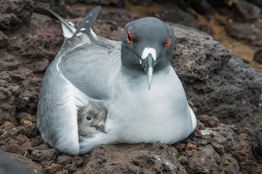Swallow-tailed Gull Brooding Chick Photograph by Tui De Roy Swallow-tailed Gull Brooding Chick Photograph by Tui De Roy