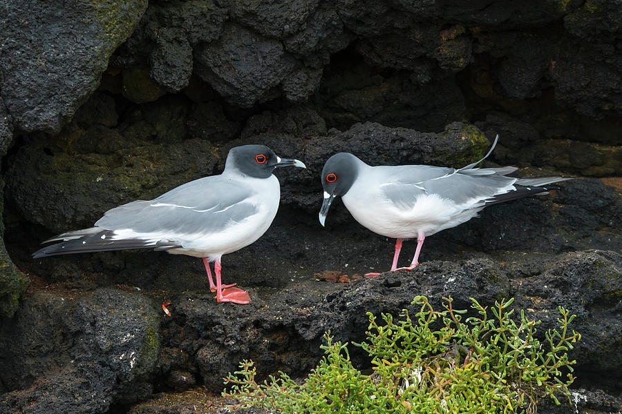 Swallow-tailed Gulls Courting #1 Photograph by Tui De Roy