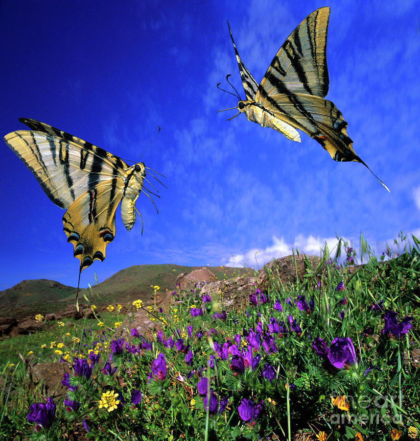 Swallowtail Butterflies #1 Photograph by Dr. John Brackenbury/science Photo Library