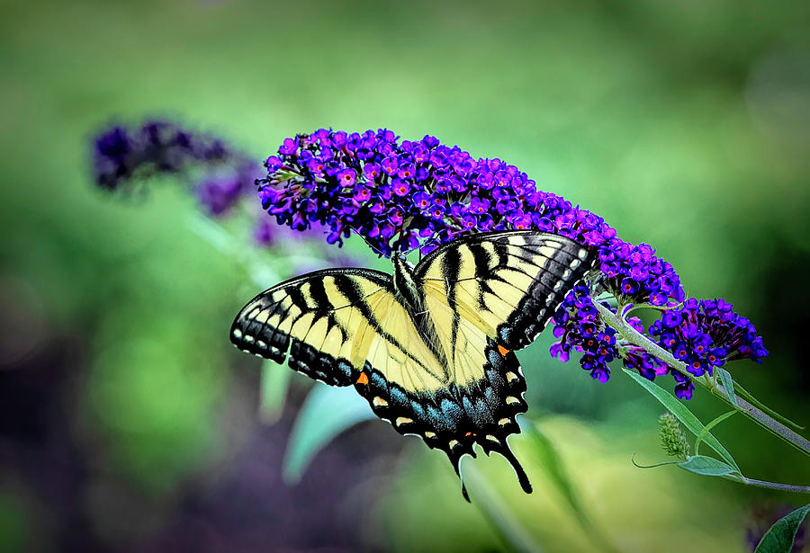 Swallowtail Butterfly on Purple Photograph by Deborah Penland