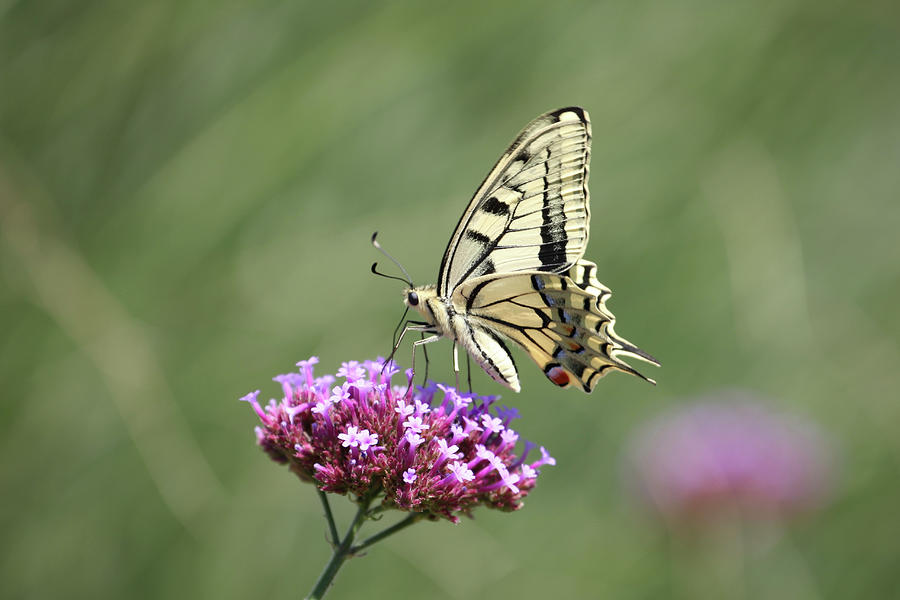 Swallowtail Butterfly On Verbena Flower #1 Photograph by Sonja Zelano