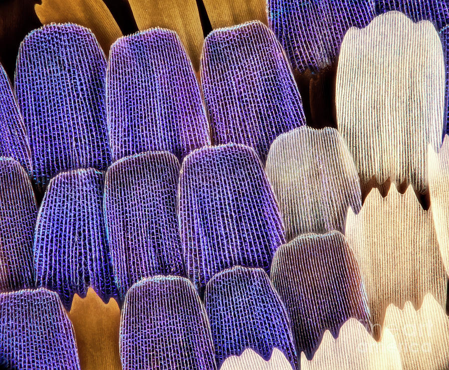 Swallowtail Butterfly Wing Scales #1 Photograph by Gerd Guenther/science Photo Library