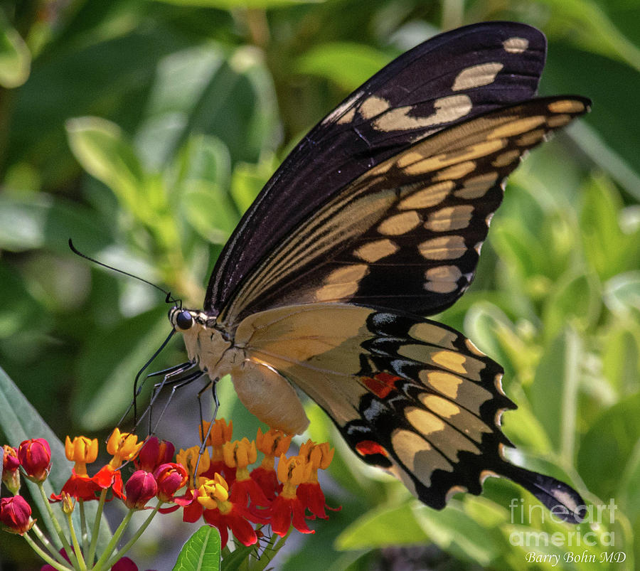 Swallowtail on milkweed #1 Photograph by Barry Bohn