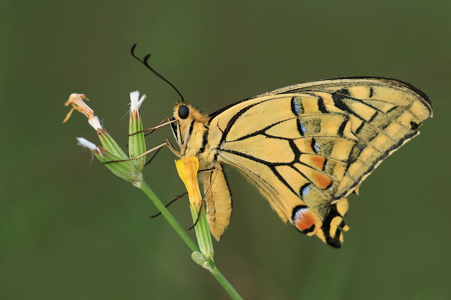Butterfly Photograph - Swallowtail #1 by Simun Ascic