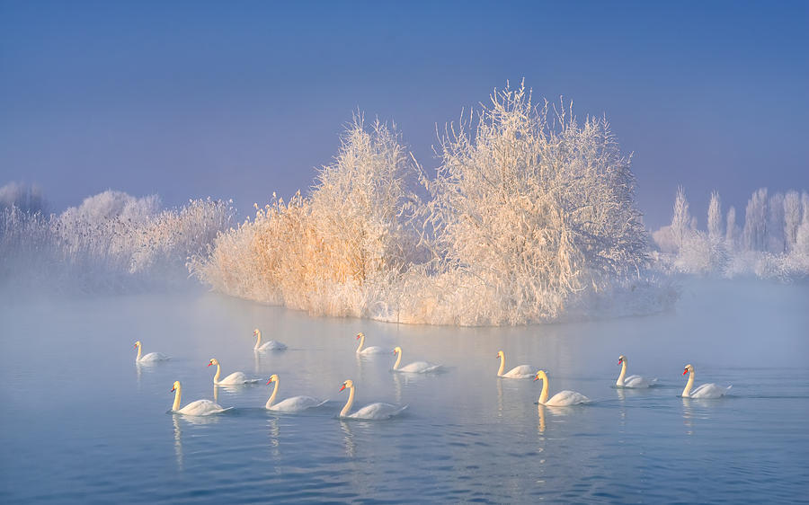 Swan Photograph - Swan Lake #1 by Hua Zhu