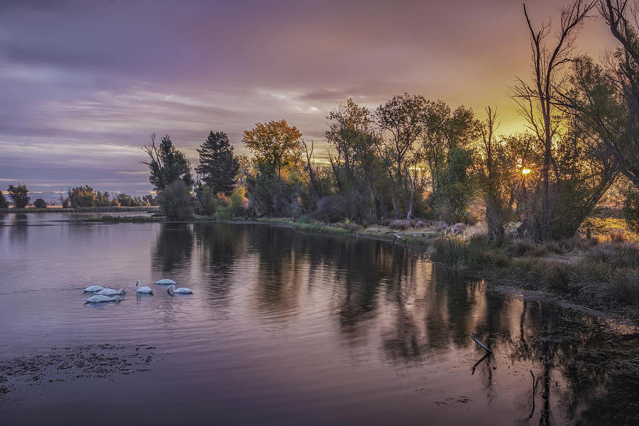 Swan Lake Morning #1 Photograph by Wei Liu