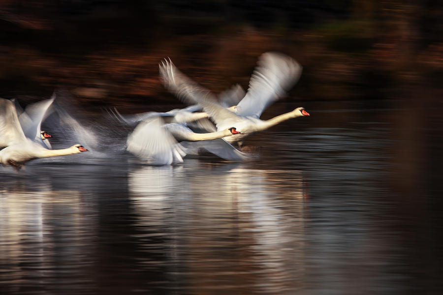 Swan Taking Off #1 Photograph by Wei Liu