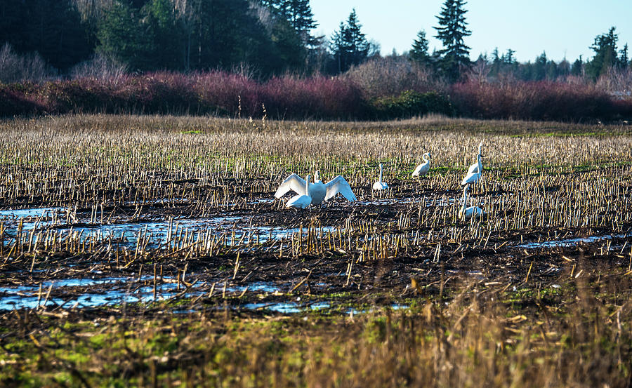 Swans in Corn Stubble #1 Photograph by Tom Cochran