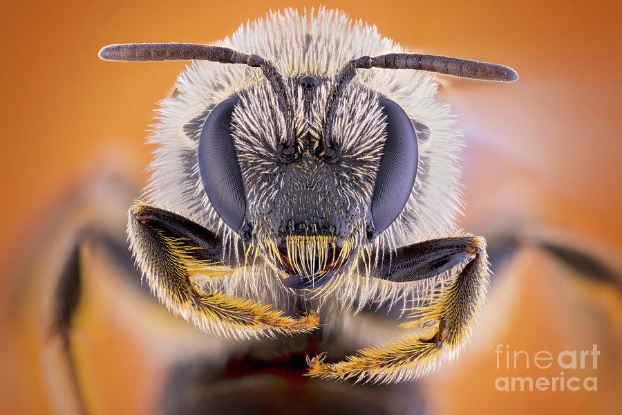 Nature Photograph - Sweat Bee #1 by Ozgur Kerem Bulur/science Photo Library
