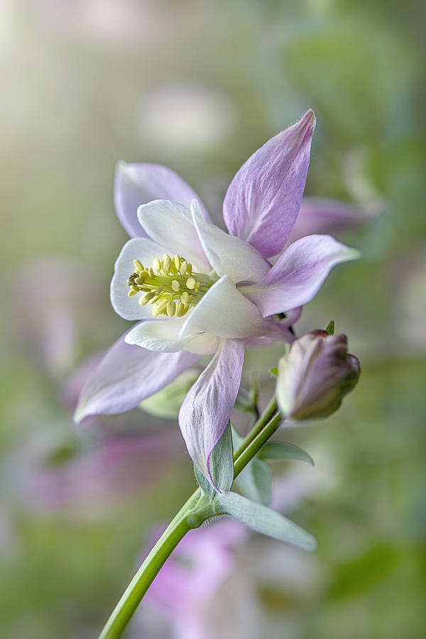 Spring Photograph - Sweet Columbine #1 by Jacky Parker