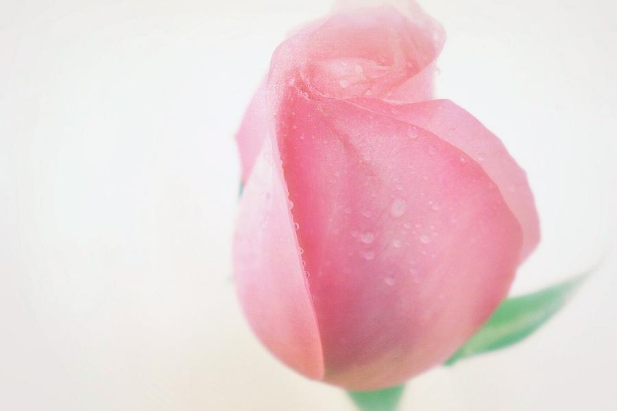 Sweet Dreamy Rose #1 Photograph by The Art Of Marilyn Ridoutt-Greene