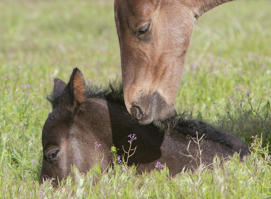 Sweet Foals #1 Photograph by Kent Keller