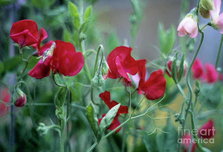 Sweet Pea (lathyrus Odoratus) #1 Photograph by Maxine Adcock/science Photo Library