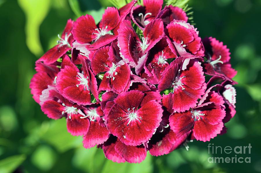 Sweet Williams (dianthus Sp.) #1 Photograph by Dr Keith Wheeler/science Photo Library