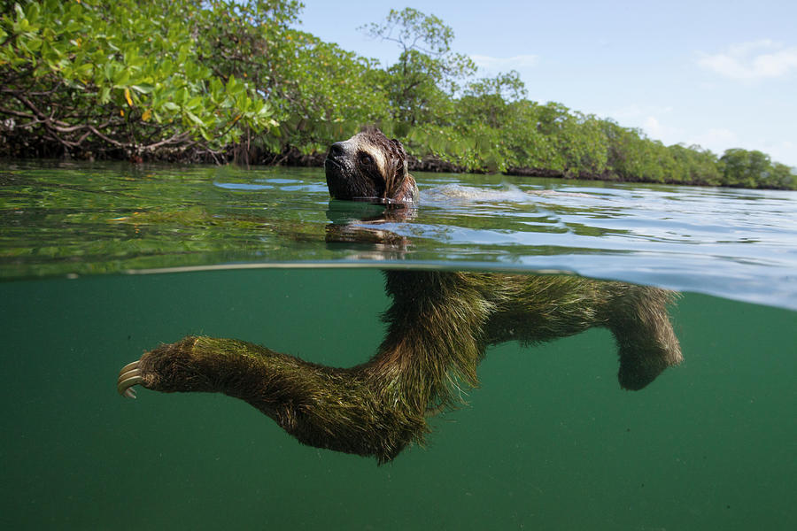 Swimming Pygmy Three Toed Sloth #1 Photograph by Suzi Eszterhas