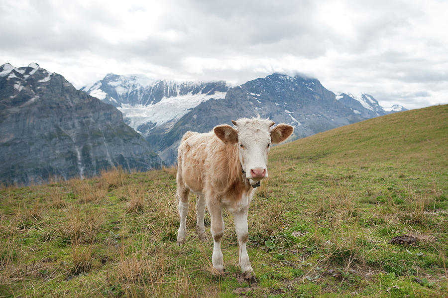 Swiss Alps Cow #1 Photograph by Patrick Shyu