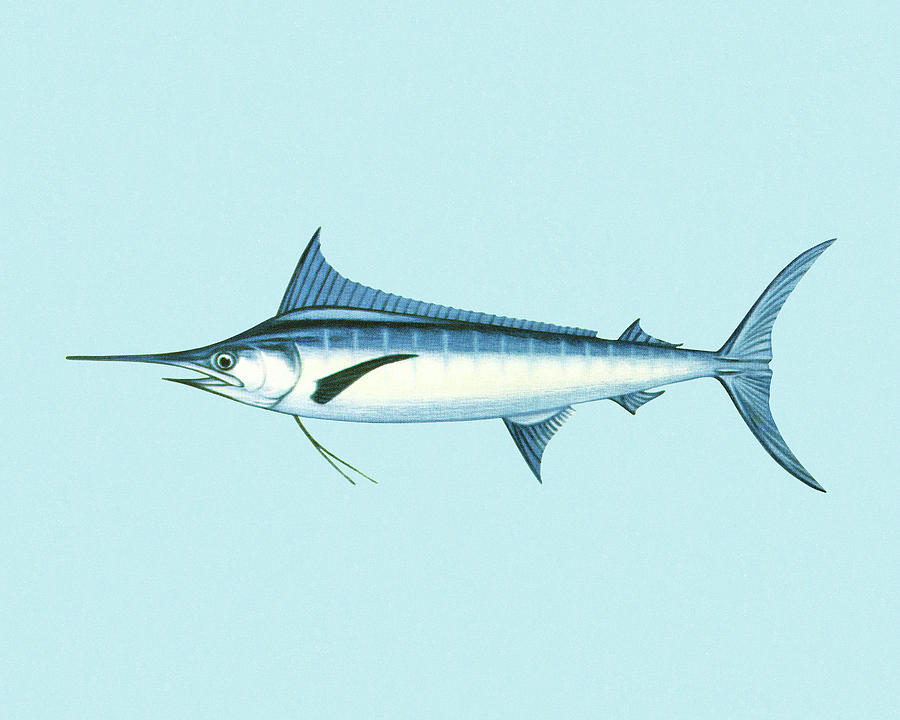 Fish Drawing - Swordfish #1 by CSA Images