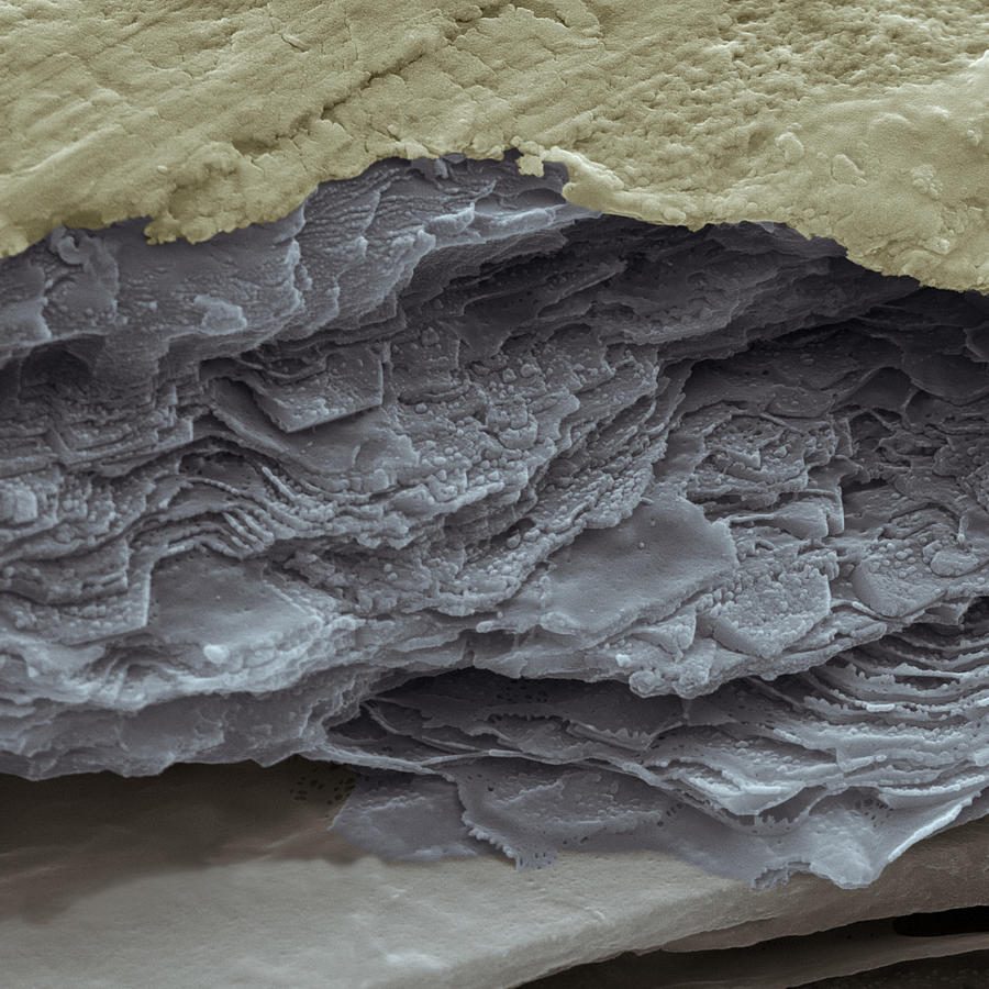 Synthetic Abalone Shell #1 Photograph by Meckes/ottawa Synthetic Abalone Shell #1 Photograph by Meckes/ottawa