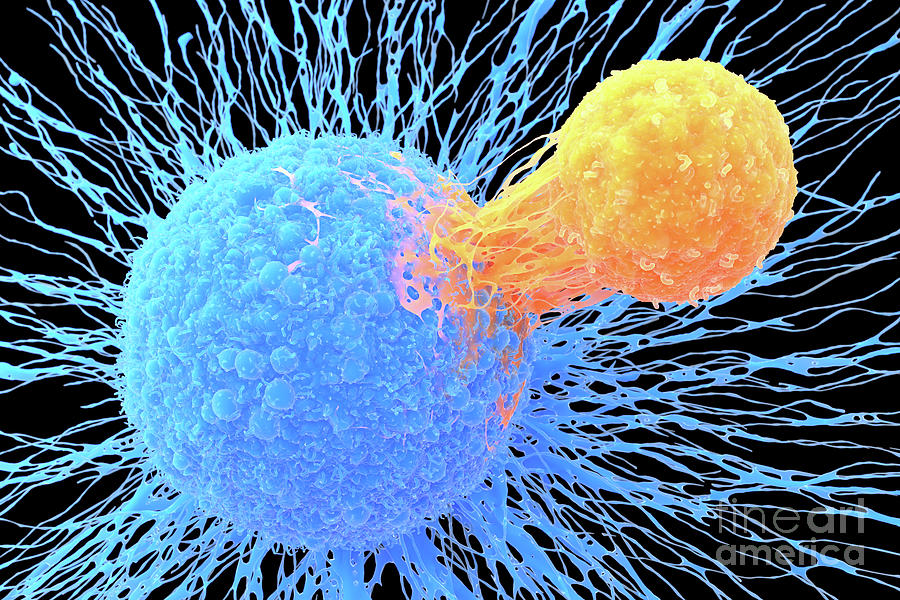 T-cell Attaching To Cancer Cell #1 Photograph by Roger Harris/science Photo Library