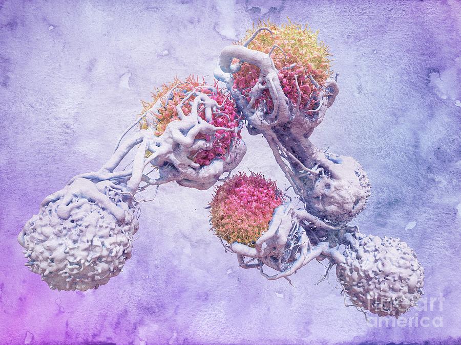 T Cells Attacking Cancer Cells Photograph By Maurizio De Angelis Science Photo Library Fine