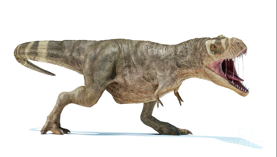 T-rex Dinosaur #1 Photograph by Leonello Calvetti/science Photo Library