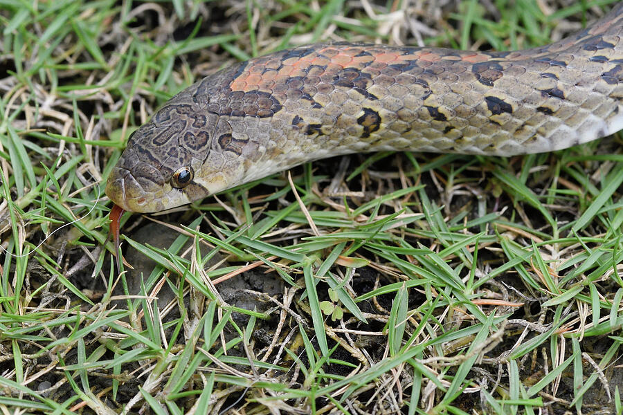 Wildlife Photograph - Taiwan Kukri Snake Endemic Species, Taitung #1 by Staffan Widstrand / Wild Wonders Of China / Naturepl.com