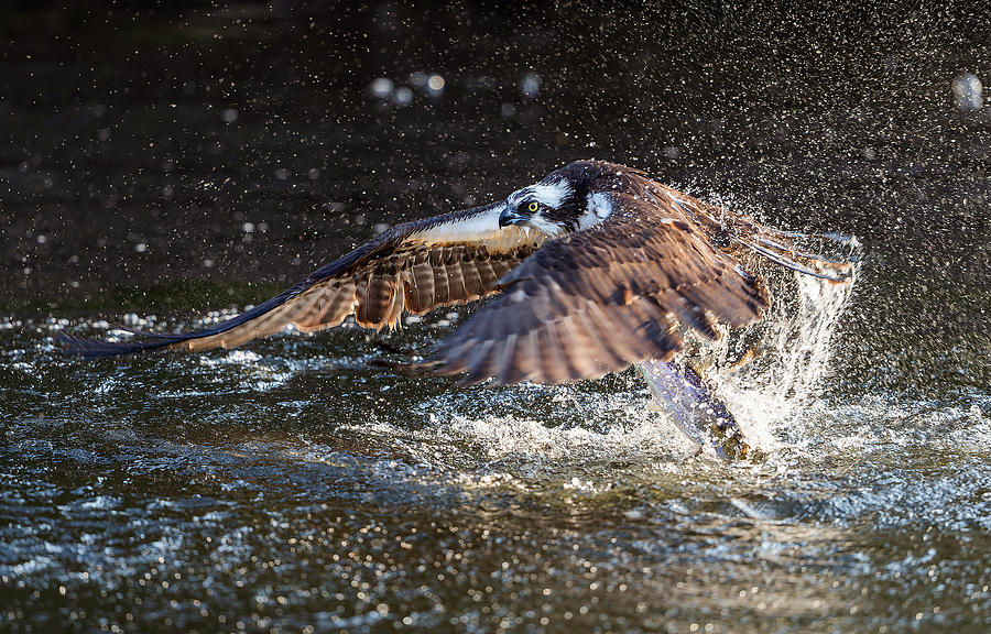 Osprey Photograph - Take Off #1 by Eugene Zhu