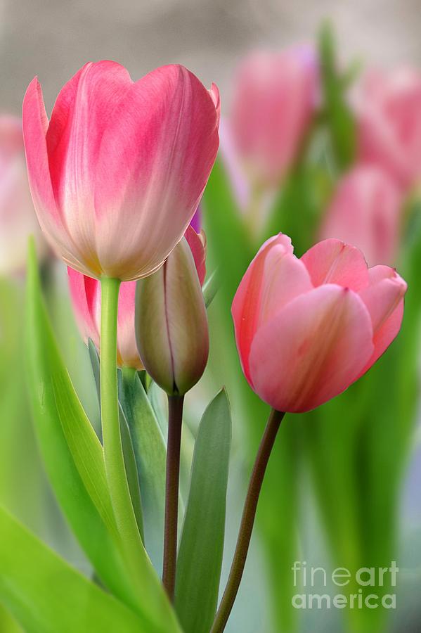 Tall Tulips by Morag Bates Tall Tulips by Morag Bates