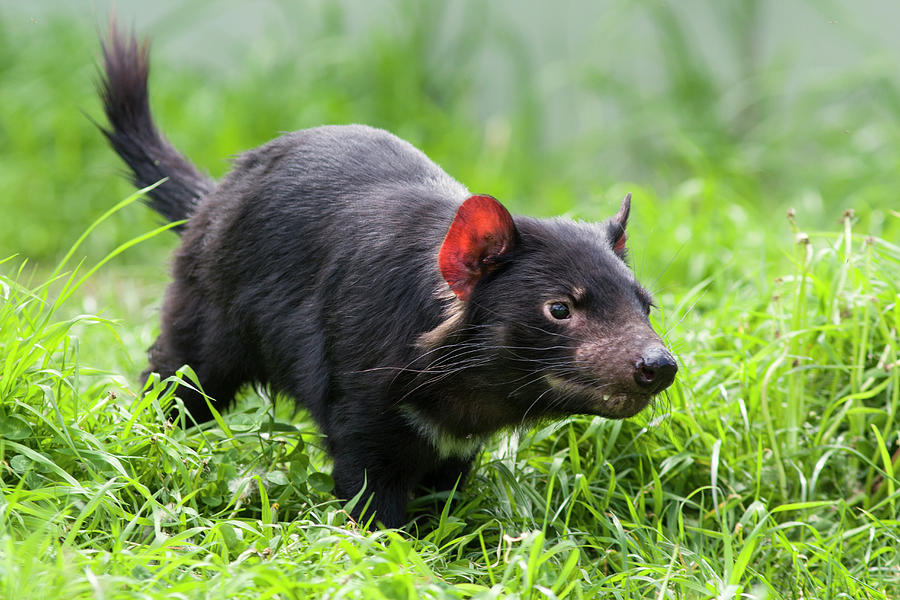 Tasmanian Devil #1 Photograph by Suzi Eszterhas