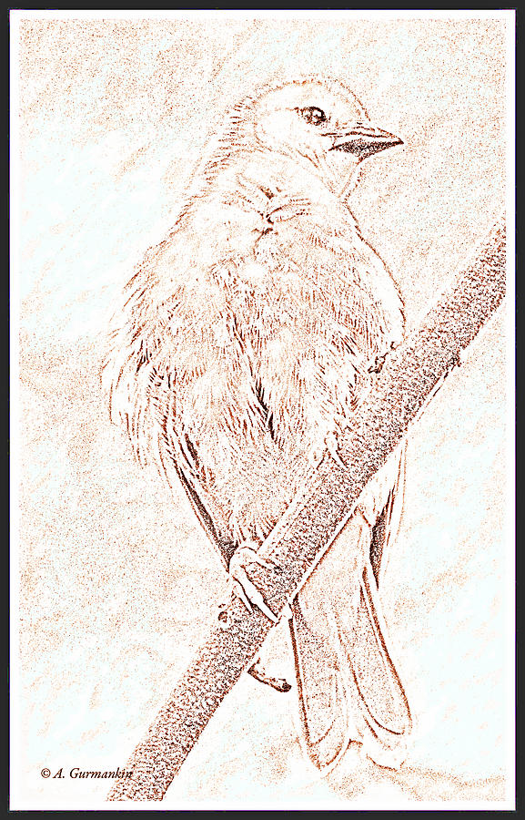 Taveta Golden Weaver on Twig #1 Digital Art by A Macarthur Gurmankin