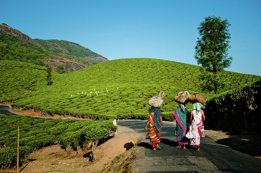 Tea Pickers From Munnar #1 Photograph by Ania Blazejewska