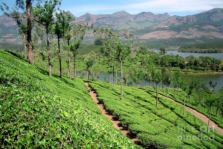 Tea Plantation Photograph by Erika Craddock/science Photo Library ...