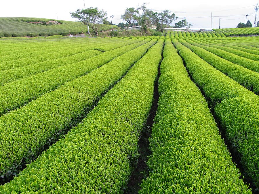 Tea Plantation #1 Photograph by Huayang