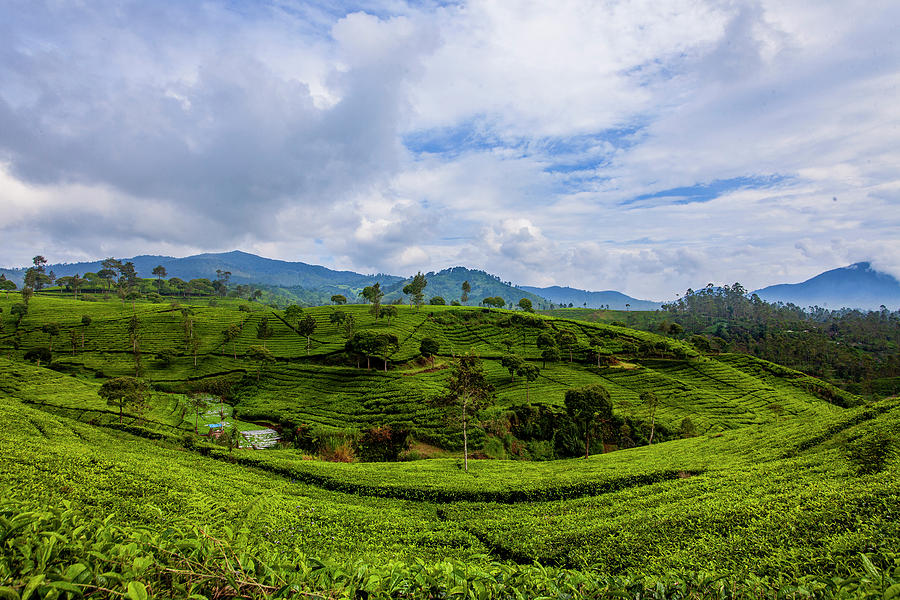 Nature Photograph - Tea Plantation #1 by Irman Andriana