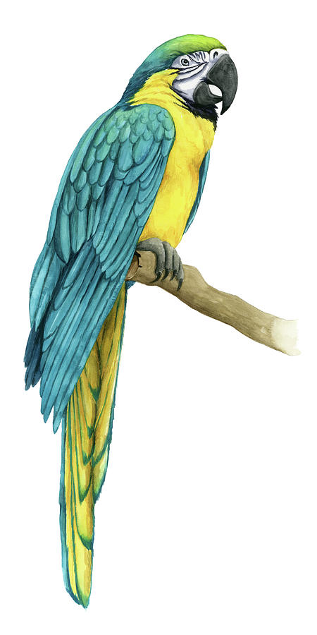 Teal Macaw I Painting by Grace Popp - Fine Art America