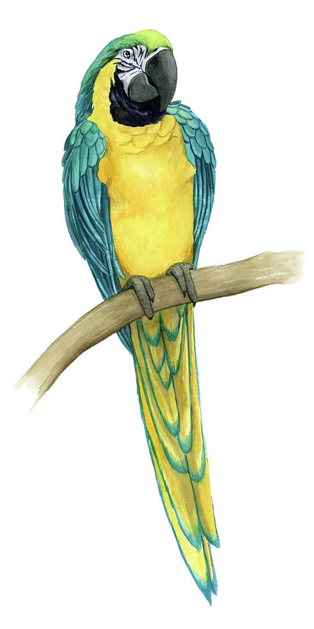 Animal Painting - Teal Macaw II #1 by Grace Popp