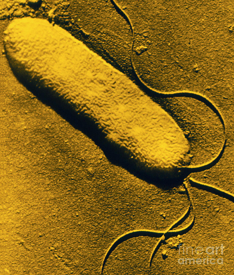 Tem Of Pseudomonas Syringae Bacterium Photograph By East Malling Research Station Science Photo