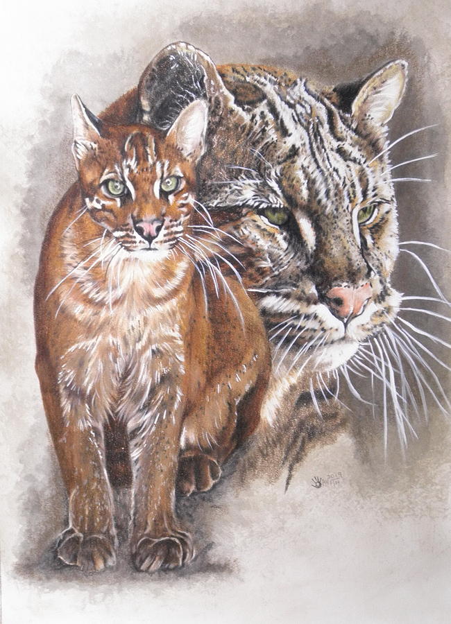 Temmincks Cat by Barbara Keith Temmincks Cat by Barbara Keith