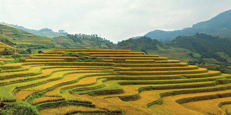 Terraced Fields In Vietnam #1 Photograph by Long Hoang