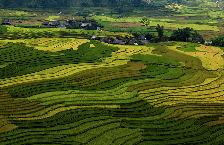 Terraced Rice Fields #1 Photograph by Lethang Photography