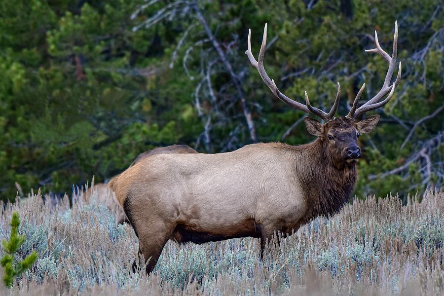 Teton Elk Photograph by Dwight Eddington - Fine Art America