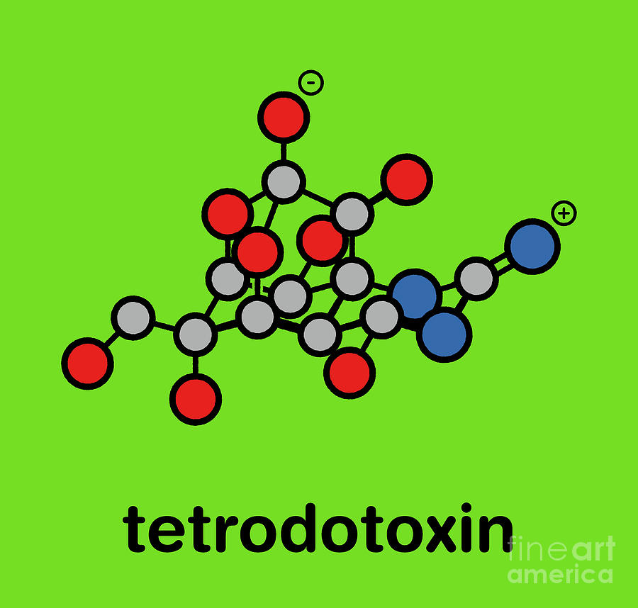 Tetrodotoxin Pufferfish Neurotoxin Molecule Photograph by Molekuul ...