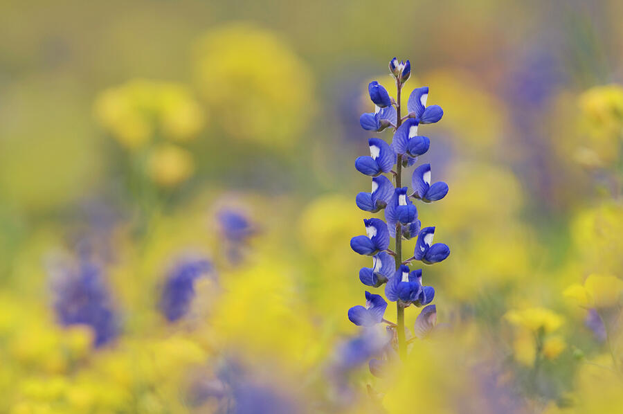 Texas Bluebonnet In Field Of Wildflowers, Gonzales County #1 Photograph by Rolf Nussbaumer / Naturepl.com Texas Bluebonnet In Field Of Wildflowers, Gonzales County #1 Photograph by Rolf Nussbaumer / Naturepl.com