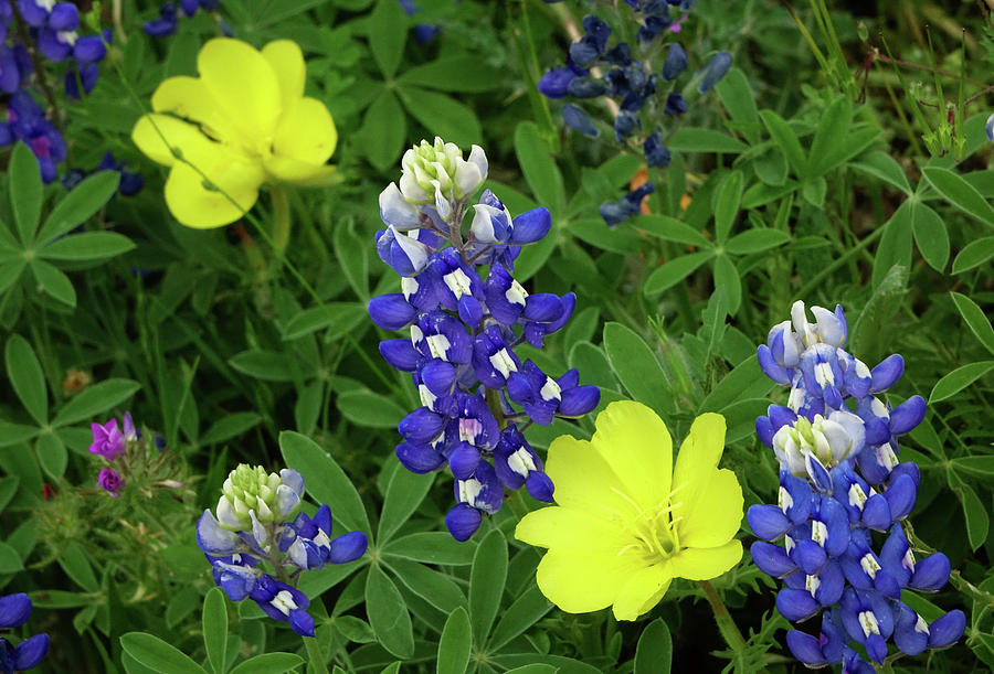 Texas Hill Country Wildflowers Photograph by Gayle Harper - Fine Art ...