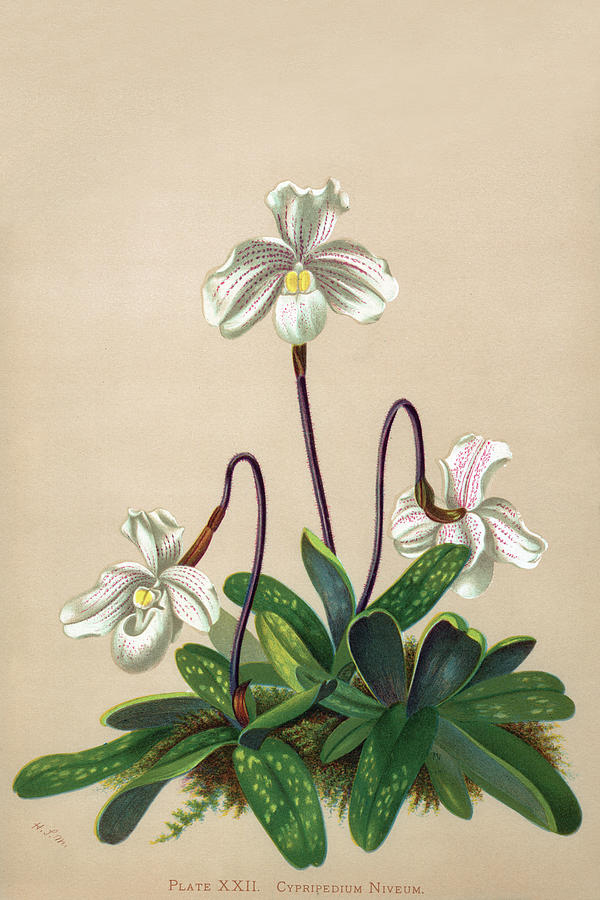 Orchid Painting - Thai Lady Slipper Orchid; Cypripedioidea #1 by H.G. Moon