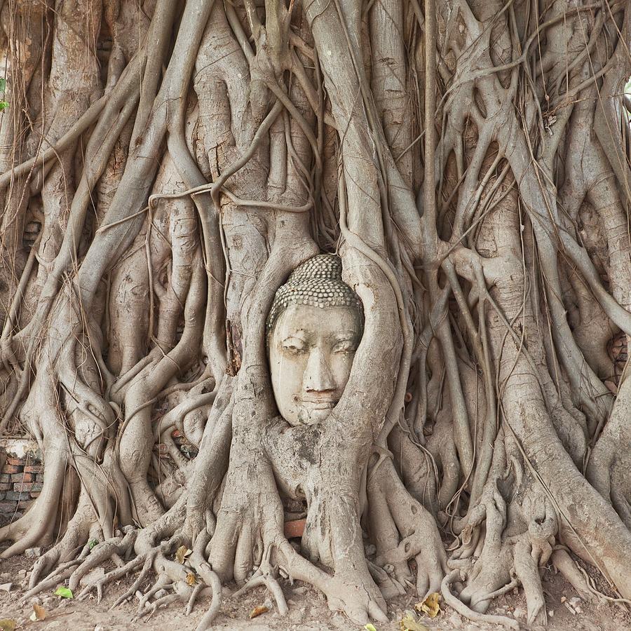 Thailand, Central Thailand, Ayutthaya, Wat Mahathat, Stone Buddha Head Enveloped By Tree Roots #1 Digital Art by Luigi Vaccarella