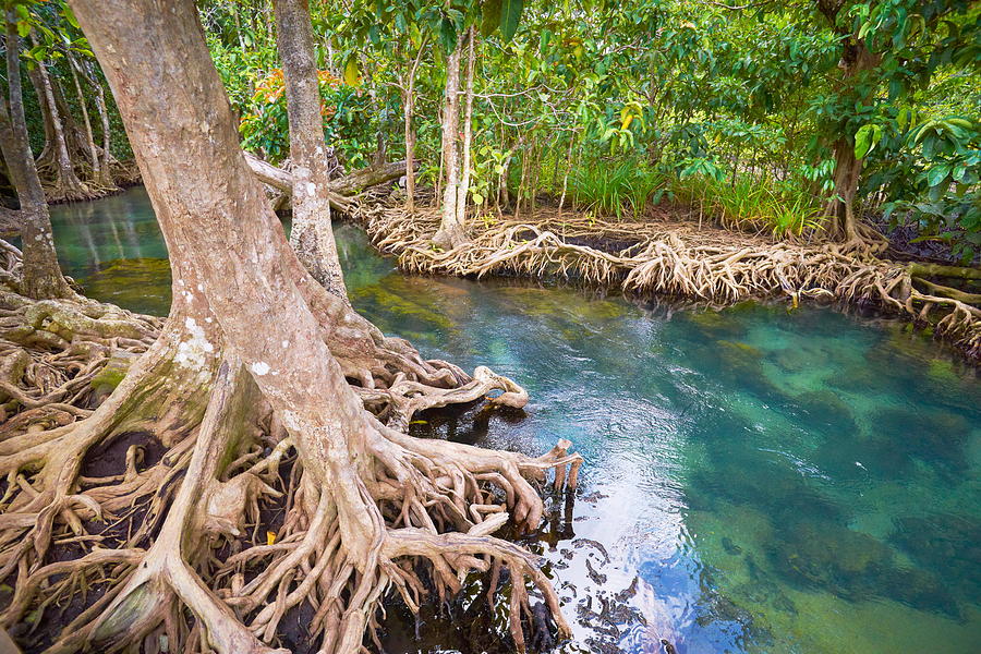 Thailand - Krabi Province, Mangrove Photograph by Jan Wlodarczyk - Fine ...